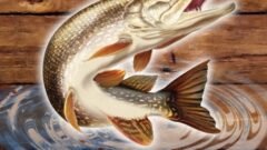Fish rain