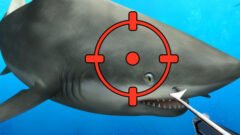 Hunter Underwater Spearfishing